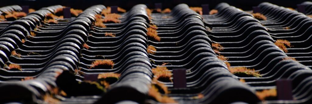 mousse jaune sur tuiles